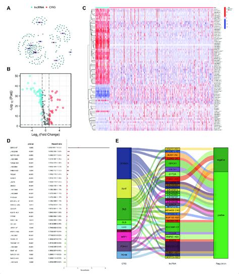 Selection Of The Cuproptosis Related Prognostic Lncrnas Differentially Download Scientific