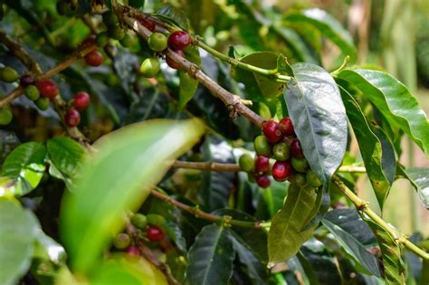 Colombia Ultima Detalles Para La Specialty Coffee Expo 2023 En Estados