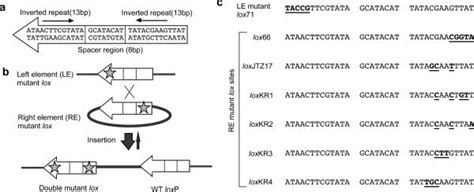 Lere Mutant Lox System A Wild Type Loxp Sequence The Loxp Site Is