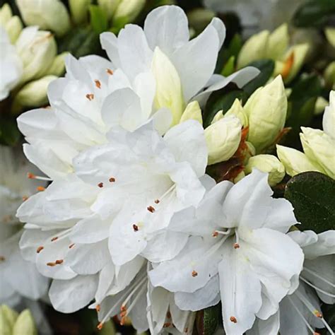 Snow Azalea Rhododendron Kurume X Snow Garden Center Point