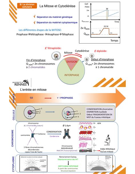 Méthodes détude des Cellules B La division cellulaire Q ADN 2n