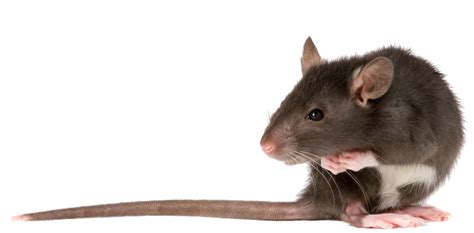 Rat PNG Transparent Images | PNG All