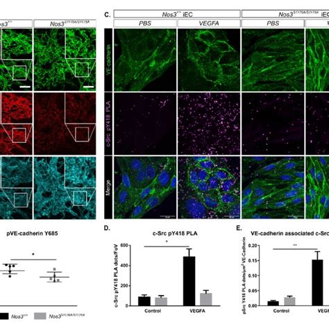 Supplement Figure Expression Of Nos Nos And Vegfa In Nos