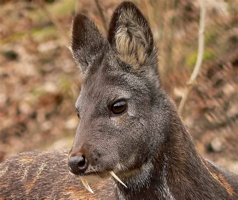 El ciervo almizclero siberiano también conocido como ciervo vampiro