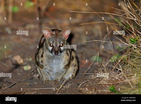 Large Spotted Genet High Resolution Stock Photography And Images Alamy