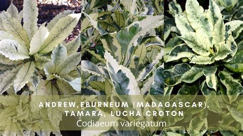 Codiaeum Variegatum Andrew Eburneum Madagascar Tamara Lucha Croton