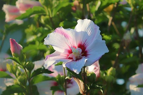 Gartenhibiskus im Topf Kultivierung Pflege Schnitt und Überwinterung