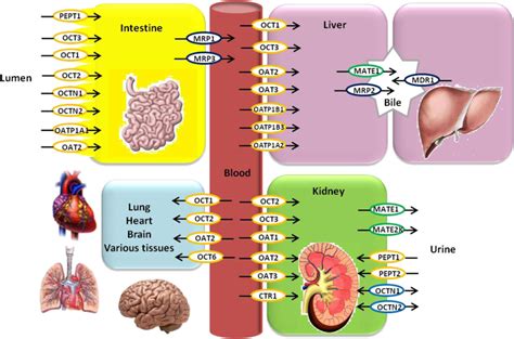 Schematic Model Of The Transporters In Major Organs Responsible For