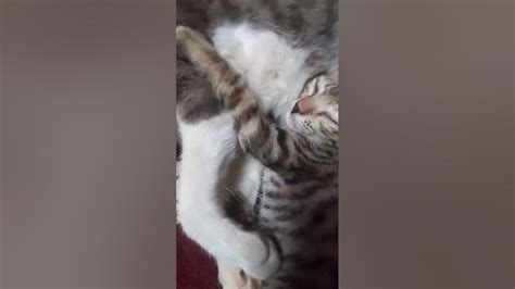 Mumma Cat And Kitten Snoring😂 Funny Video Shorts Short Cats Cutecat Kitten