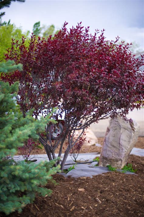 Plum Purple Leaf Sandcherry Purple Leaf Sand Cherry Flowering Trees Garden Bulbs