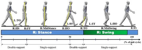 Human Walking Gait Cycle And Stance And Swing Phases Of The Right Leg