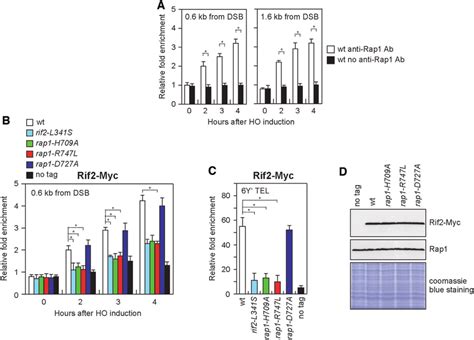 Rap1 Is Recruited To DSB Ends And Mediates Rif2 Association At Both