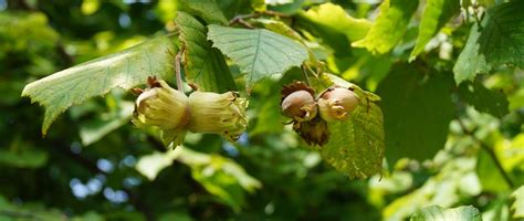 Vogelhecken Tipps zum Pflanzen und Pflegen Waschbär Magazin