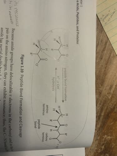 Biochemistry 1 Reading Peptide Bonds Formation Hydrolysis Flashcards