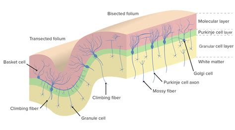 Sofra andar de baixo quebrado camadas cerebrais protuberância Highland