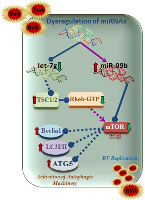 Schematic Diagram Showing The Crosstalk Between MiR 99b Let 7g And