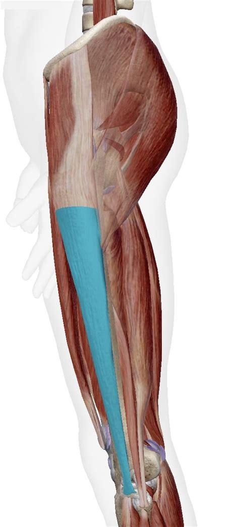 대퇴근막장근 넙다리근막긴장근 Tensor Fasciae Lataetfl 장경인대 엉덩정강띠 Iliotibial