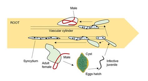 Analysis Of Soybean Cyst Nematode Diseases Lifeasible