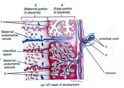 Placenta And Umbilical Cord Flashcards Quizlet