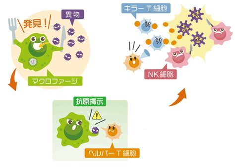 免疫とは？免疫細胞の種類や働き方を詳しく解説します！