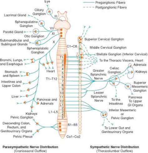 Schematic Diagram Of Autonomic Nervous System Autonomic Nerv