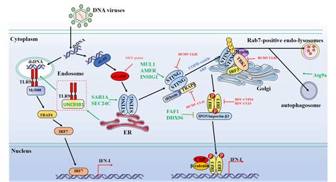 Figure From Protein Dynamics In Cytosolic Dna Sensing Antiviral