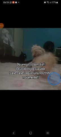 Cachorro Kiwi Brincando Gato Hamster No Som Casco De Bala YouTube