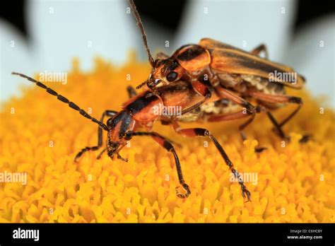 Mating Margined Leatherwing Soldier Beetles Chauliognathus Marginatus