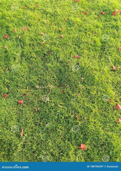 Delonix Regia Red Flowers Scattered on Green Grass Bed. Stock Image
