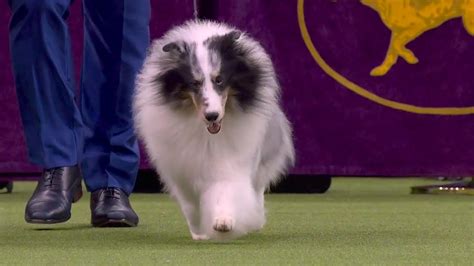 Conrad The Shetland Sheepdog Wins Herding Group At 2020 Westminster