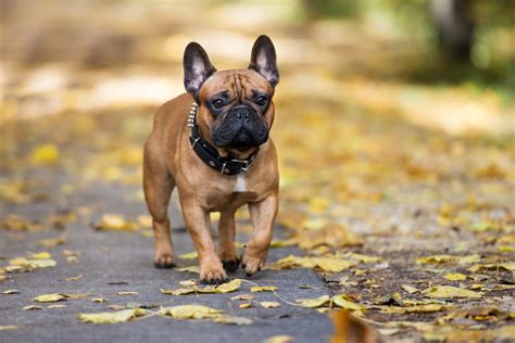 French Bulldog Zooplus Magazine