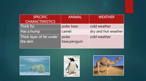 behaviours  animals  protect   extreme weather ahmad