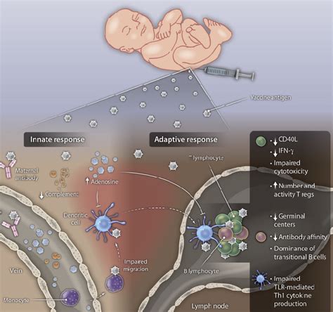 Distinct Humoral And Cellular Components Of The Neonatal Immune System