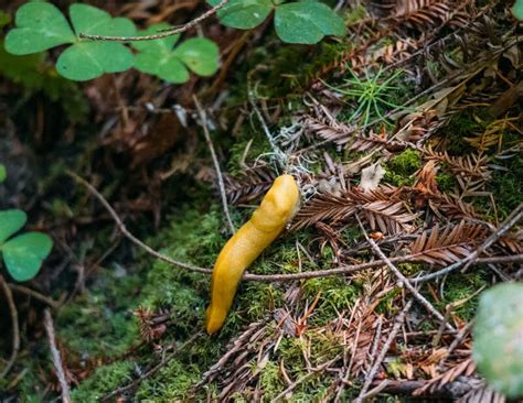 15 Amazing Redwood Hikes Near Santa Cruz California Wanderland