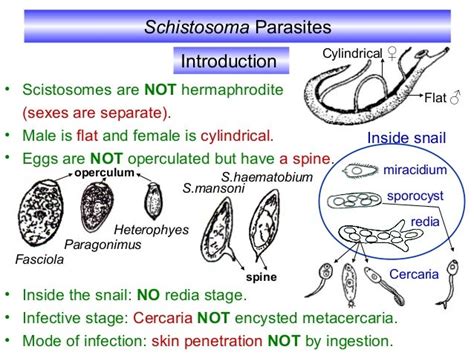 Schistosoma Parasitology Kasr El Einy Department