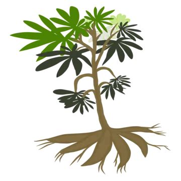 Illustration Of A Green Sweet Potato Tree Vector Illustration