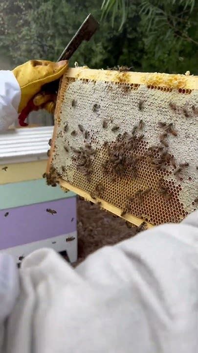 Beekeeping Proof Bees Really Are Busy Youtube