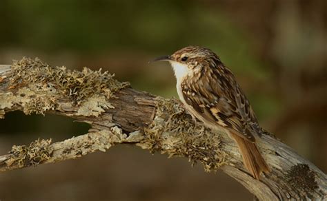 Treecreeper | Happy Beaks