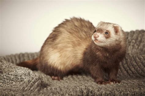 Ferret Colors: A Guide to Ferret Colors and Patterns