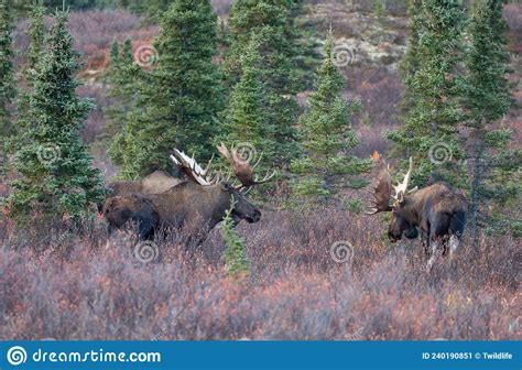 Alaska Yukon Bull Moose During The Rut In Fall In Denali National Park