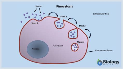 Pinocytosis Definition And Examples Biology Online Dictionary