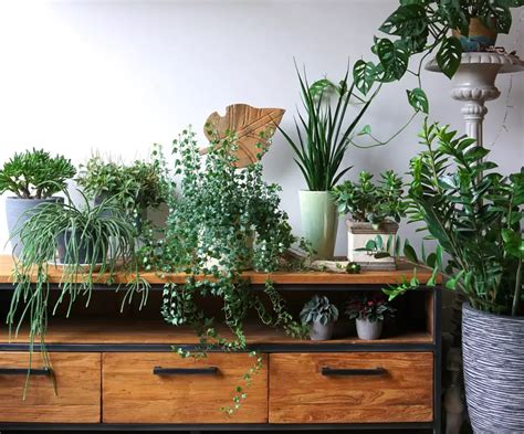 Top 10 Indoor & House Plant Care Tips