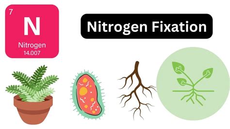 Nitrogen Fixation Definition Importance Processes Biology Notes