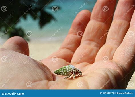 Baby Hermit Crab Ishigaki Island Japan Stock Photo Image Of Baby