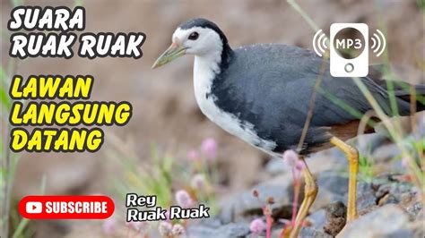 Suara Pikat Ruak Ruak Bikin Lawan Langsung Datang YouTube