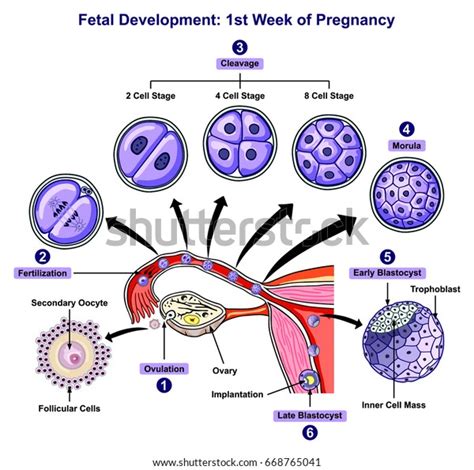 Fetal Development First Week of Pregnancy infographic diagram of female reproductive system with ...