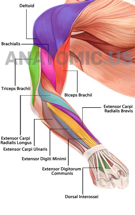 Muscular System - Anatomy Flashcards - Anatomic Muscles Of Face - Free ...