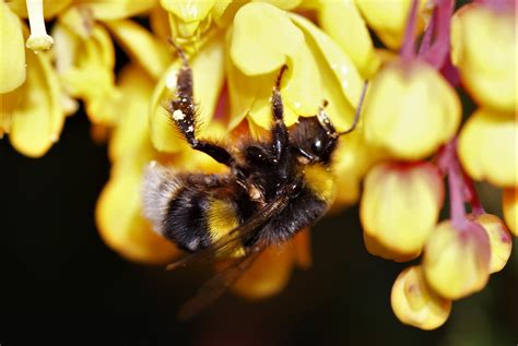 Flies – wordofmoth