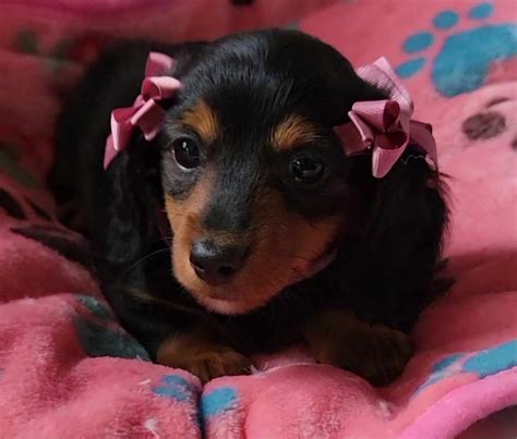 Miniature Dachshund Puppies For Sale Ashland Mo 601067