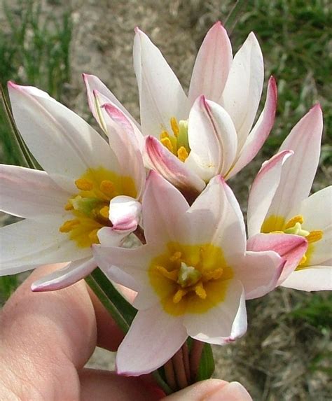 Tulipa Cretica Hilde Van Engelen Wholesale Flower Bulbs Bulb